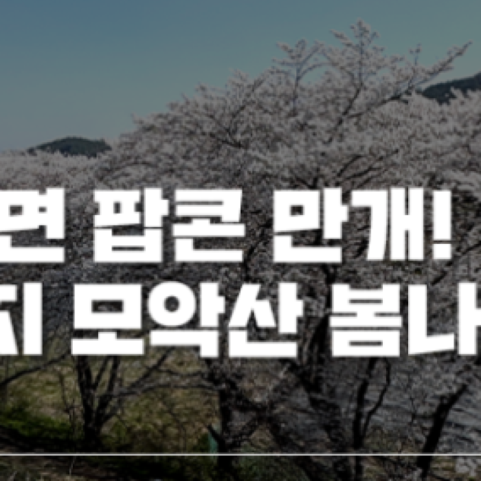 Cherry Blossom Path by the Reservoir: A Spring Escape1585