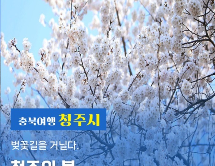 Springtime Strolls Along the Cherry Blossom Path in Cheongju float