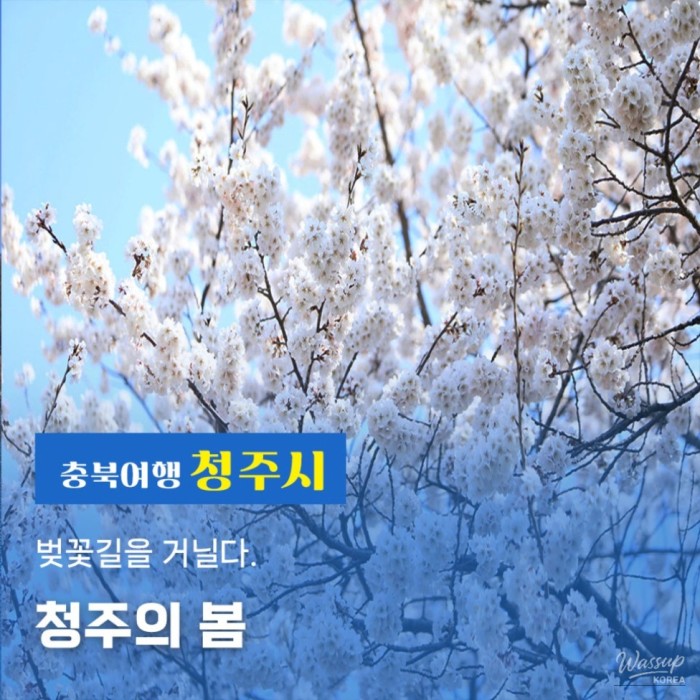 Springtime Strolls Along the Cherry Blossom Path in Cheongju3111