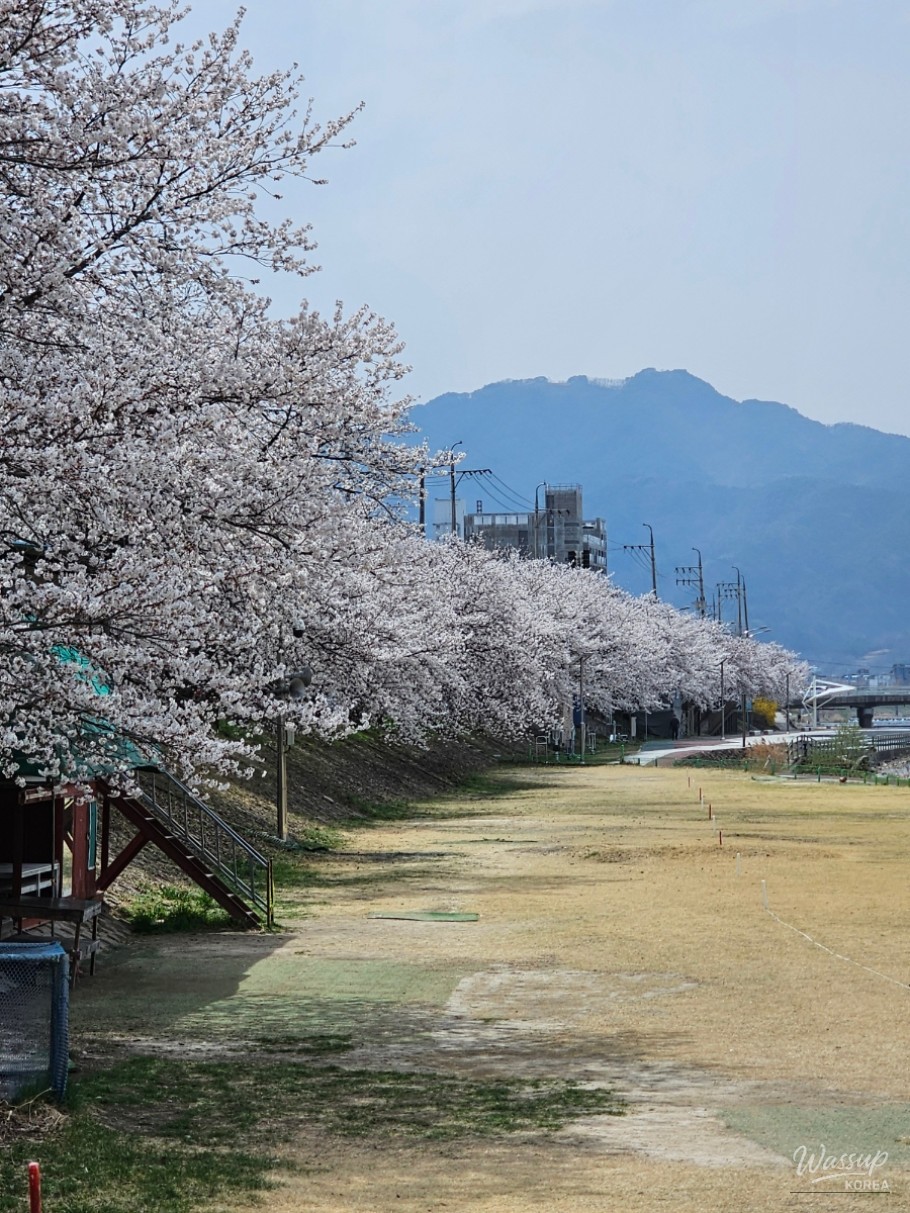 Spring Blossoms in Geochang_01