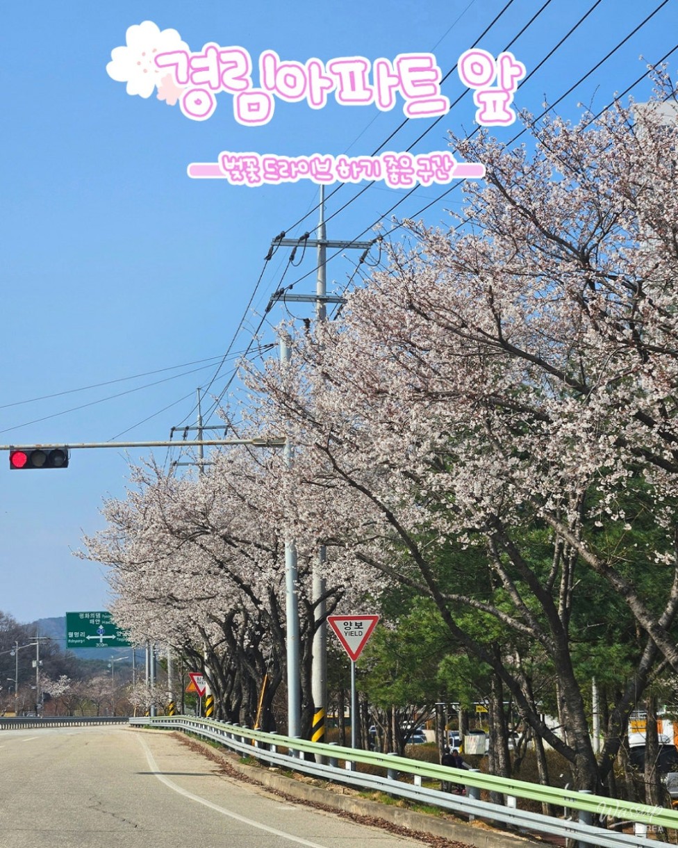 Spring Blossom Adventure: Cherry and Apricot Blossoms in Yanggu_07