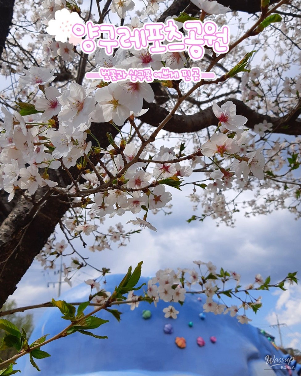 Spring Blossom Adventure: Cherry and Apricot Blossoms in Yanggu_03