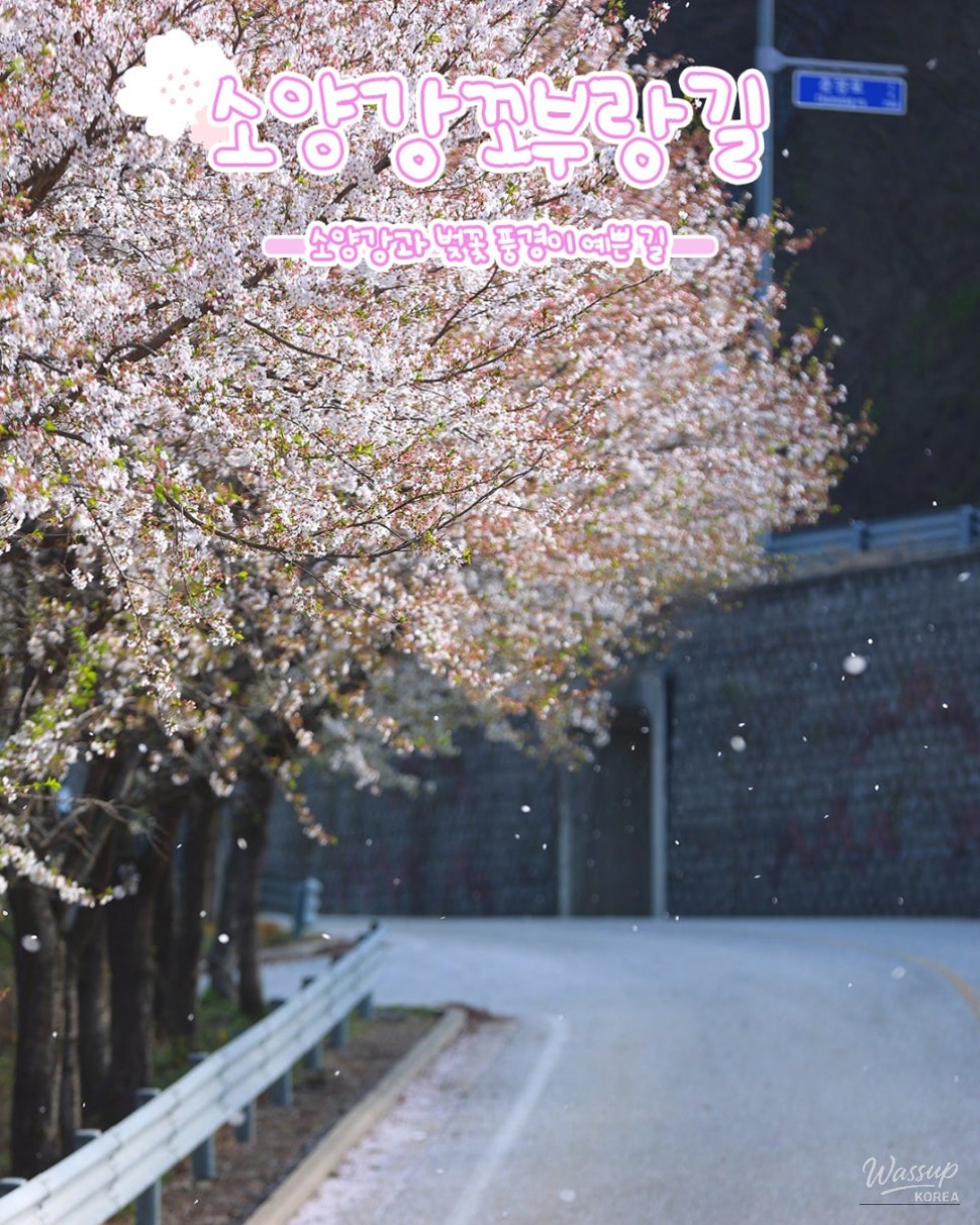 Spring Blossom Adventure: Cherry and Apricot Blossoms in Yanggu_04