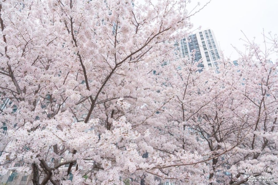 Spring Blossom at Wonsongcheon: A Breathtaking Experience_03
