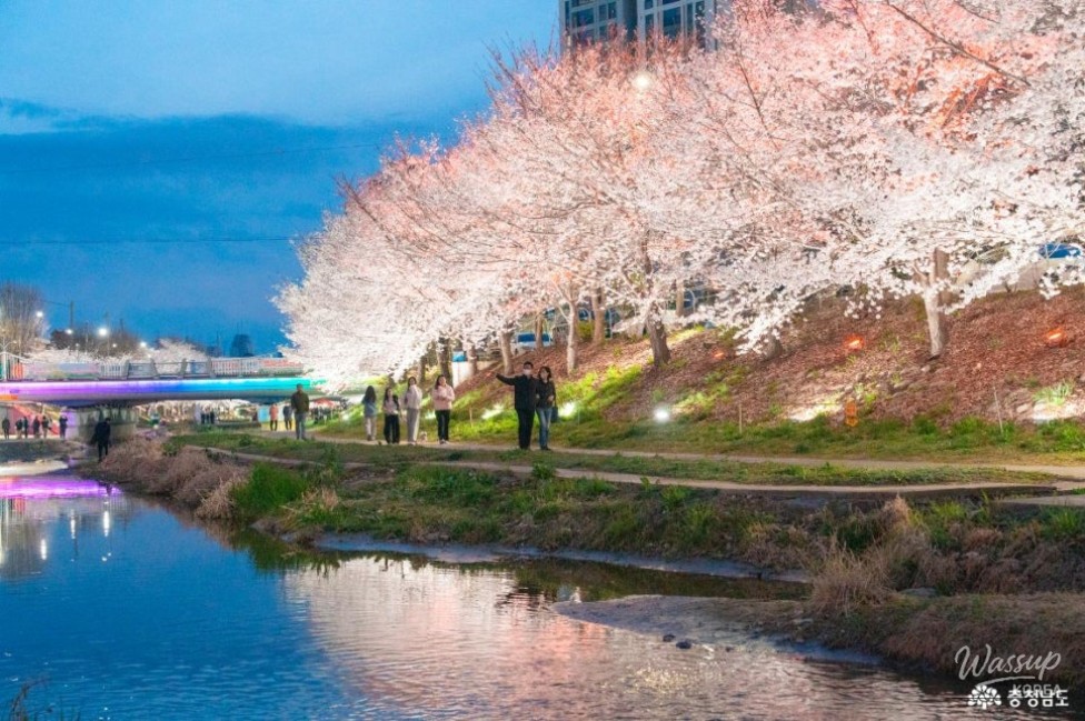 Spring Blossom at Wonsongcheon: A Breathtaking Experience_09