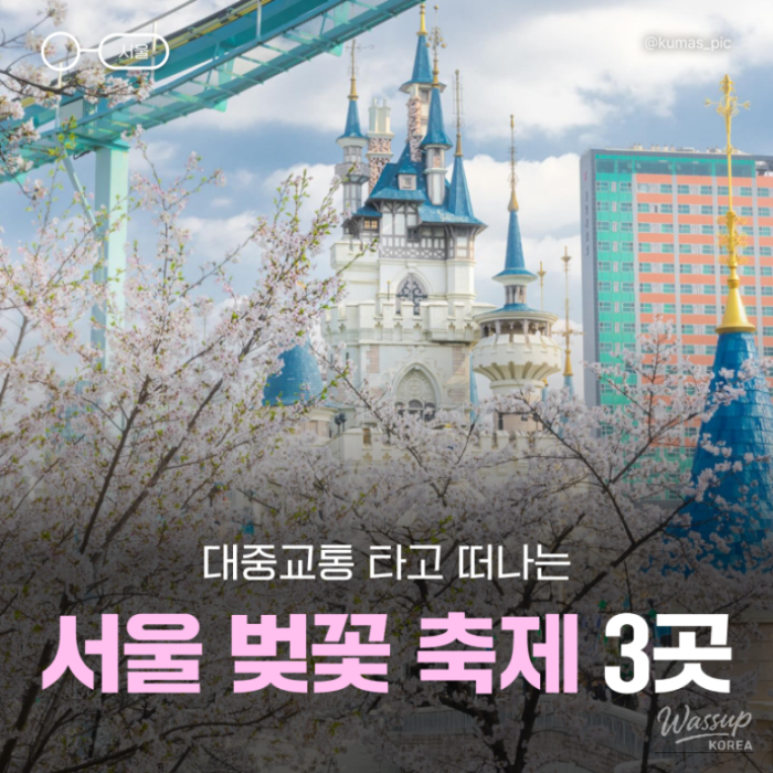 Explore the Cherry Blossom Festivals in Seoul3126