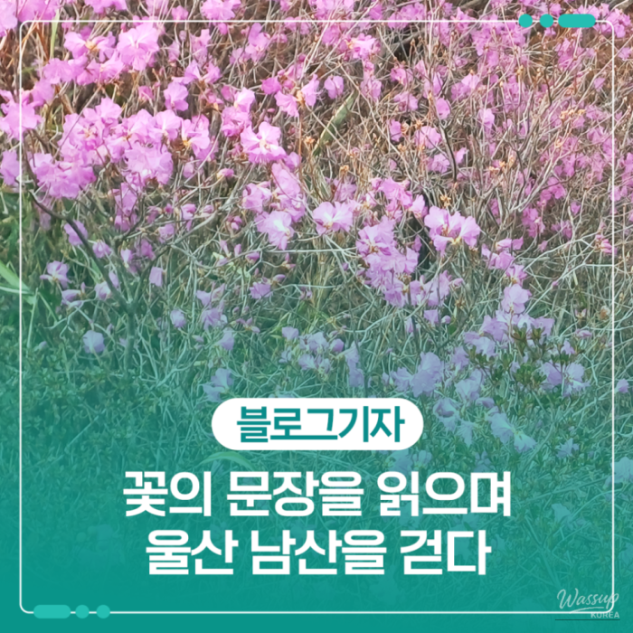 A Spring Journey Through Namsan1589