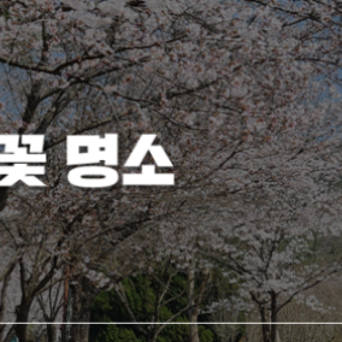 Quiet Cherry Blossom Spot in Jeonbuk: Iksan Seodong Park1587