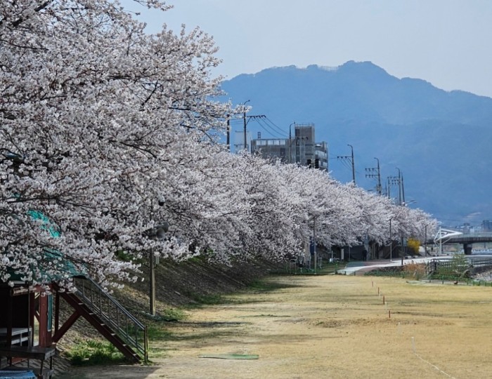 Spring Blossoms in Geochang float