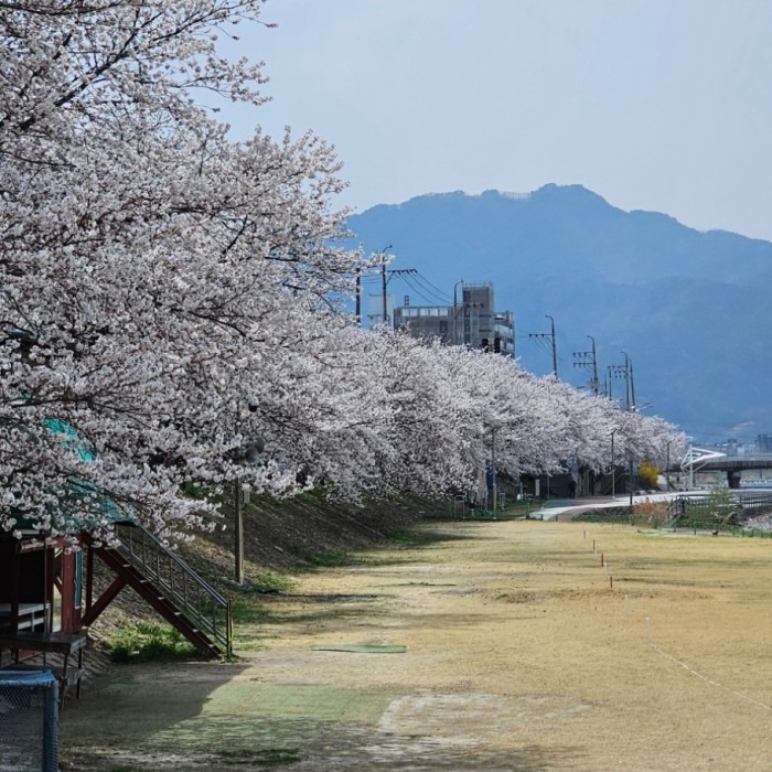Spring Blossoms in Geochang3131
