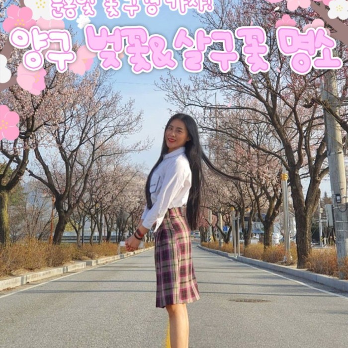 Spring Blossom Adventure: Cherry and Apricot Blossoms in Yanggu349