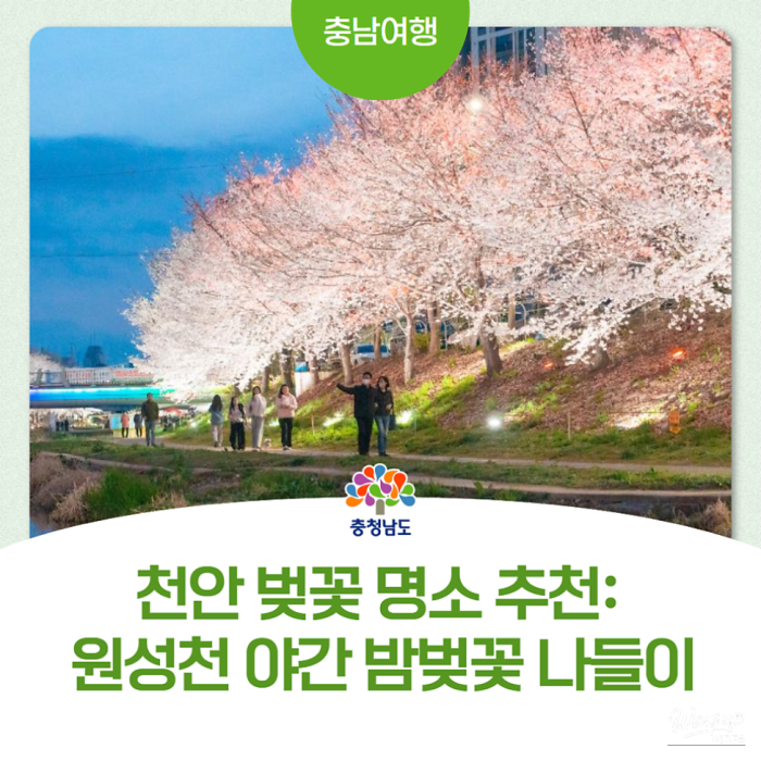 Spring Blossom at Wonsongcheon: A Breathtaking Experience3129