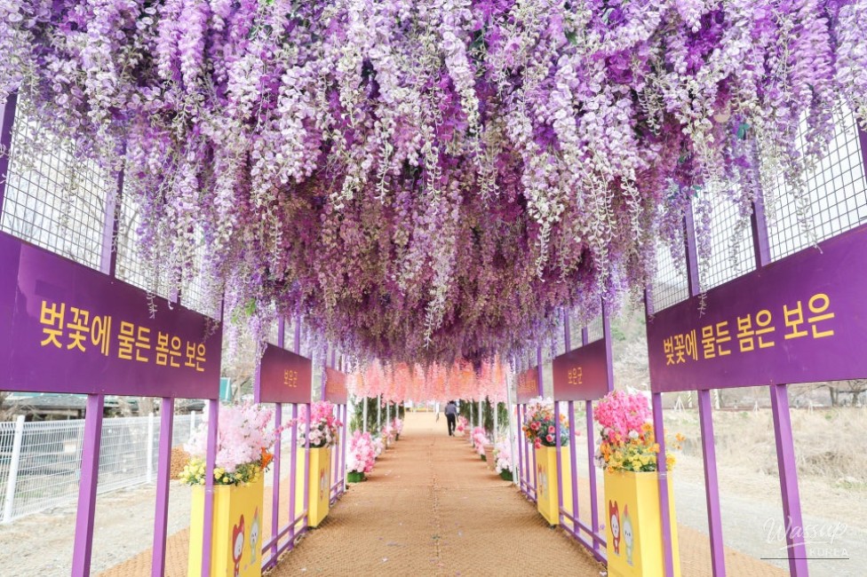 Bo Eun Cherry Blossom Festival 2026_13