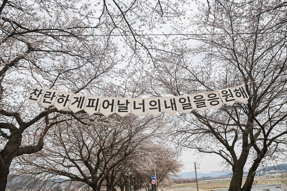 Bo Eun Cherry Blossom Festival 2026_10