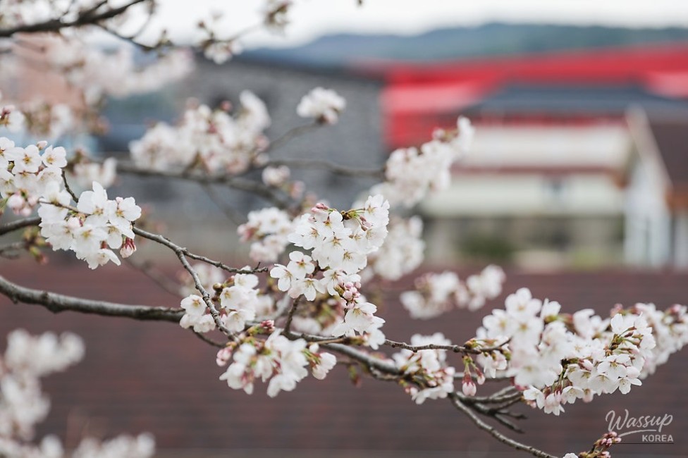 Bo Eun Cherry Blossom Festival 2026_11