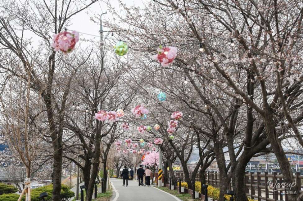 Bo Eun Cherry Blossom Festival 2026_03