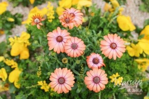 Bo Eun Cherry Blossom Festival 2026_20