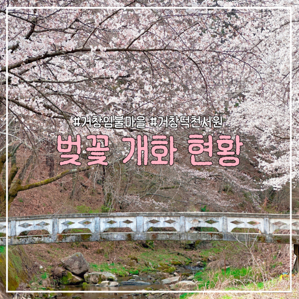Cherry Blossom Update at Deokcheon Confucian Academy and Imbul Village_01