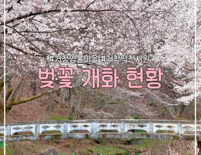 Cherry Blossom Update at Deokcheon Confucian Academy and Imbul Village float