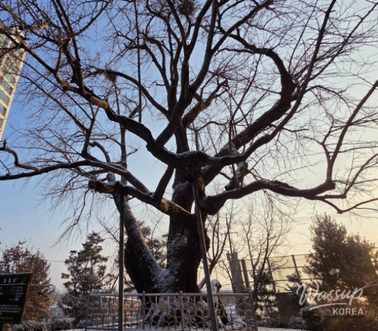 Discovering Hidden Treasures in Goyang City_03