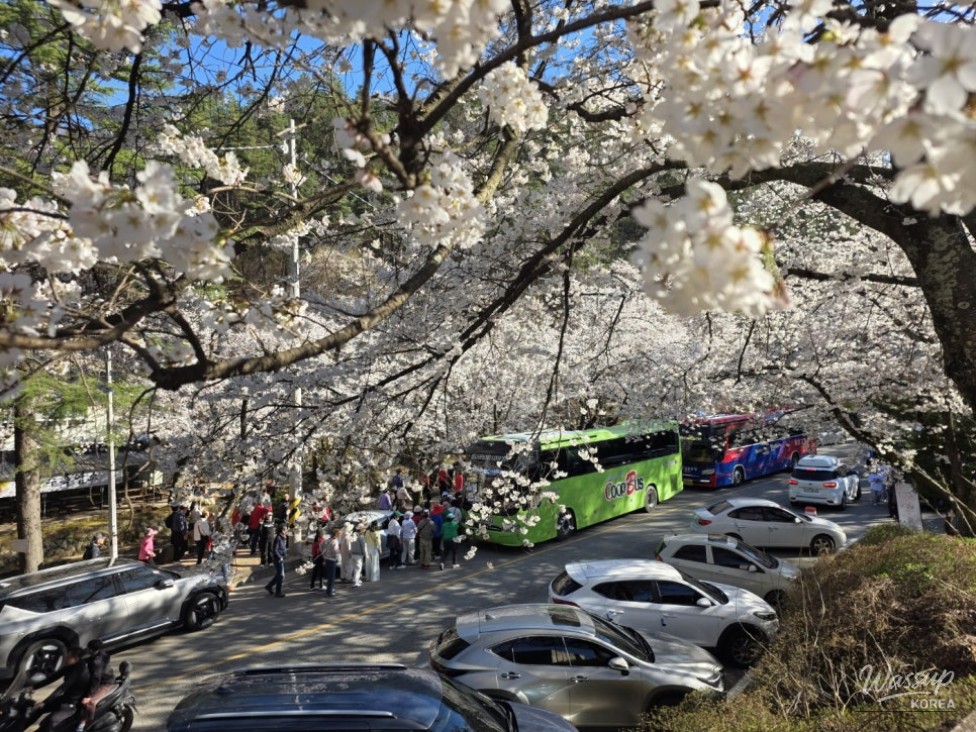 Cherry Blossom Season in Geochang_12
