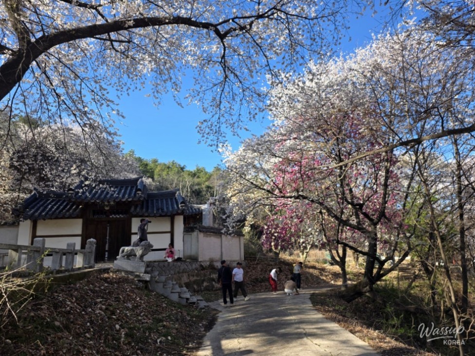 Cherry Blossom Season in Geochang_05