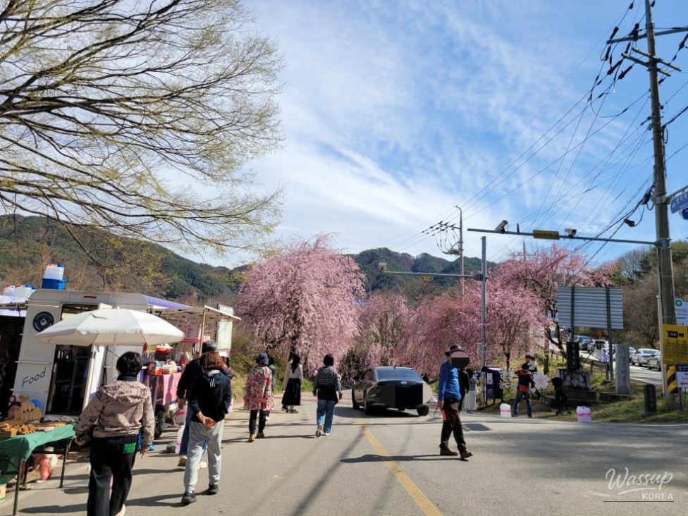 2026 Imbulri Nangsus Cherry Blossom Festival_04