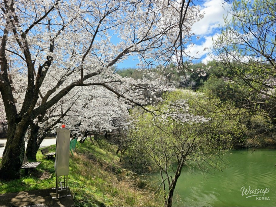 Cherry Blossom Spot in Jinju, Gyeongnam_07