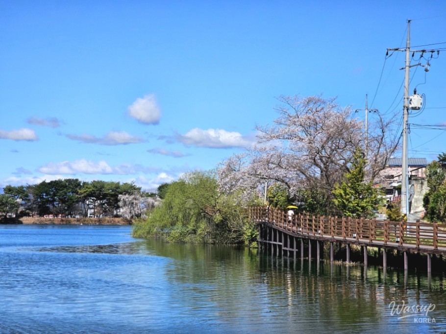 Cherry Blossom Spot in Jinju, Gyeongnam_14