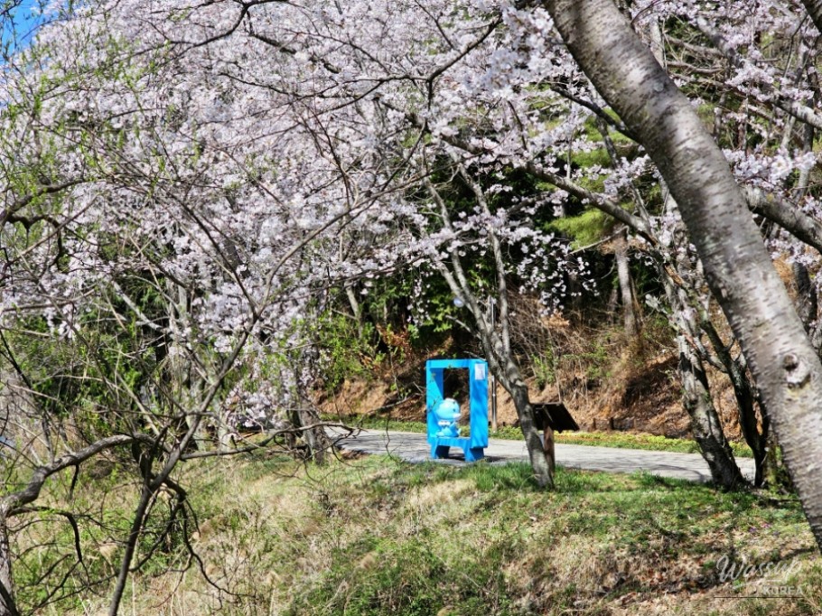 Cherry Blossom Spot in Jinju, Gyeongnam_09
