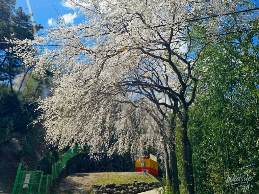 Cherry Blossom Spot in Jinju, Gyeongnam_04