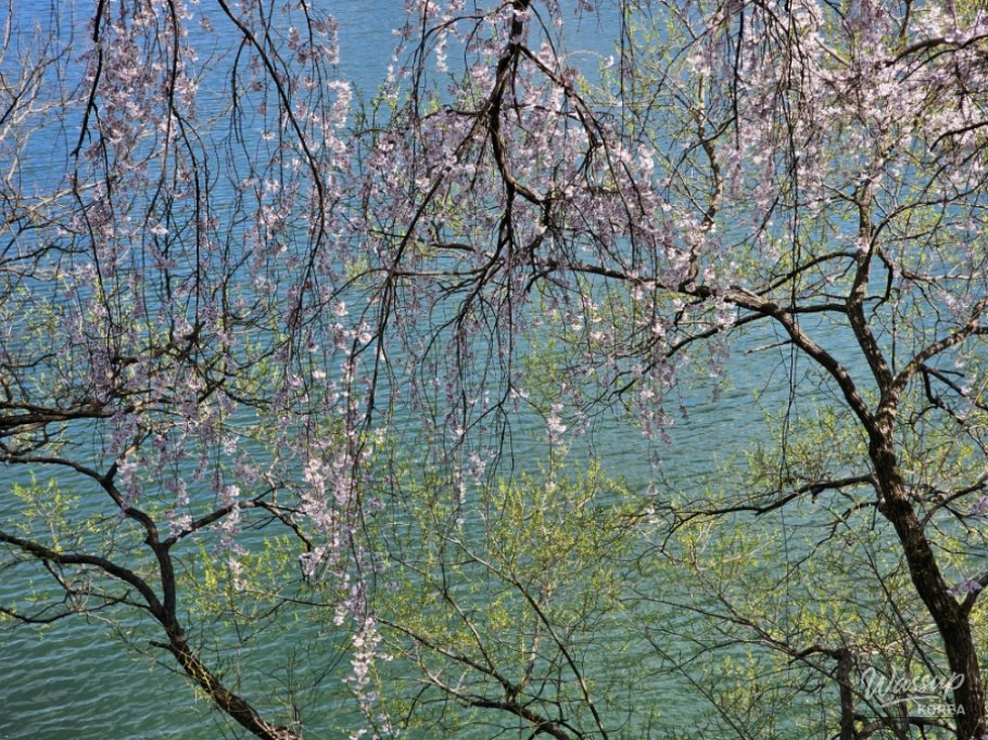 Cherry Blossom Spot in Jinju, Gyeongnam_06