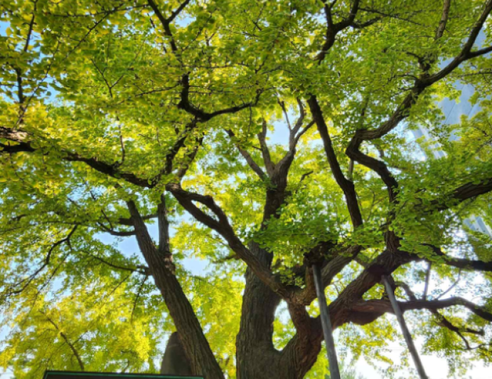 Discovering Hidden Treasures in Goyang City float