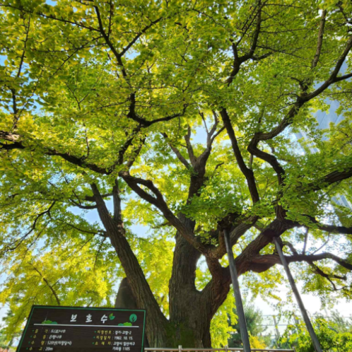 Discovering Hidden Treasures in Goyang City350