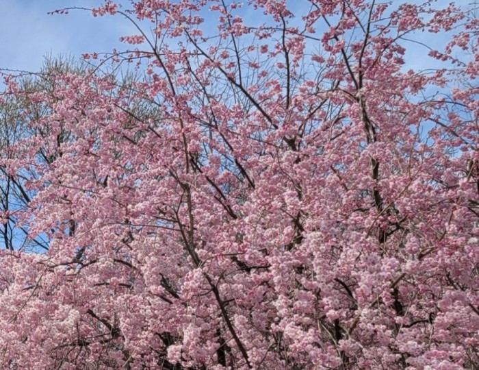 2026 Imbulri Nangsus Cherry Blossom Festival float