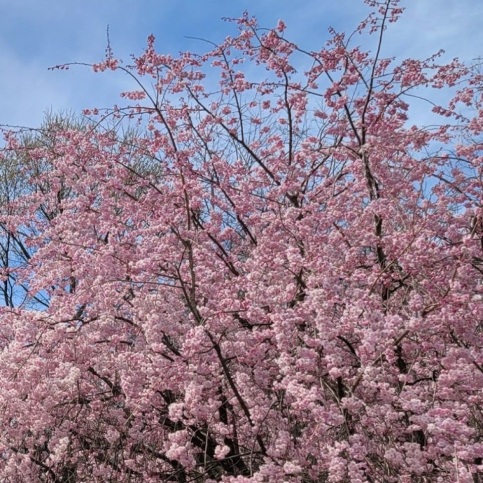 2026 Imbulri Nangsus Cherry Blossom Festival3160