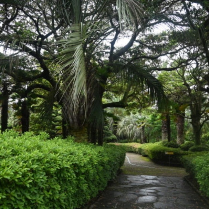 Discover the Beauty of Jeju Sunrise Land in March3184