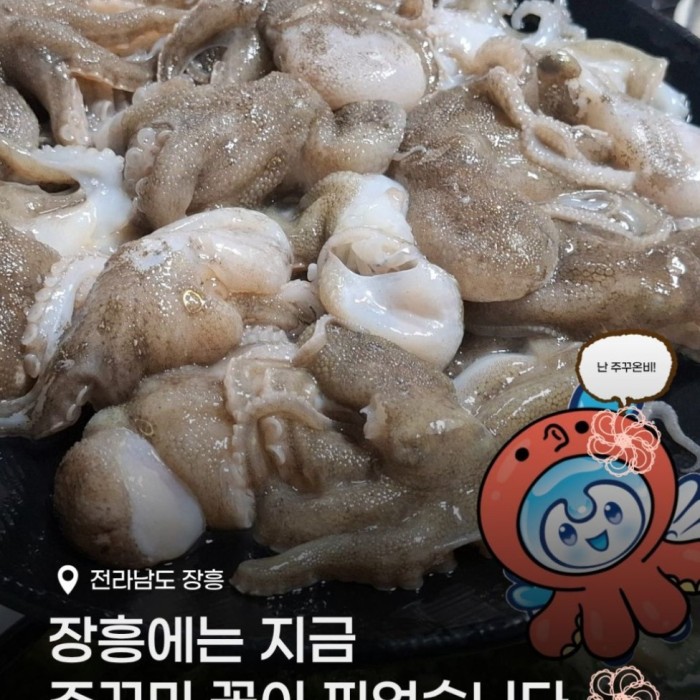 Discovering the Delights of Jangheung's Seasonal Octopus3176