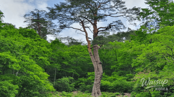 Top 4 Forest Trails to Explore in Late March_05