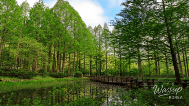 Top 4 Forest Trails to Explore in Late March_02