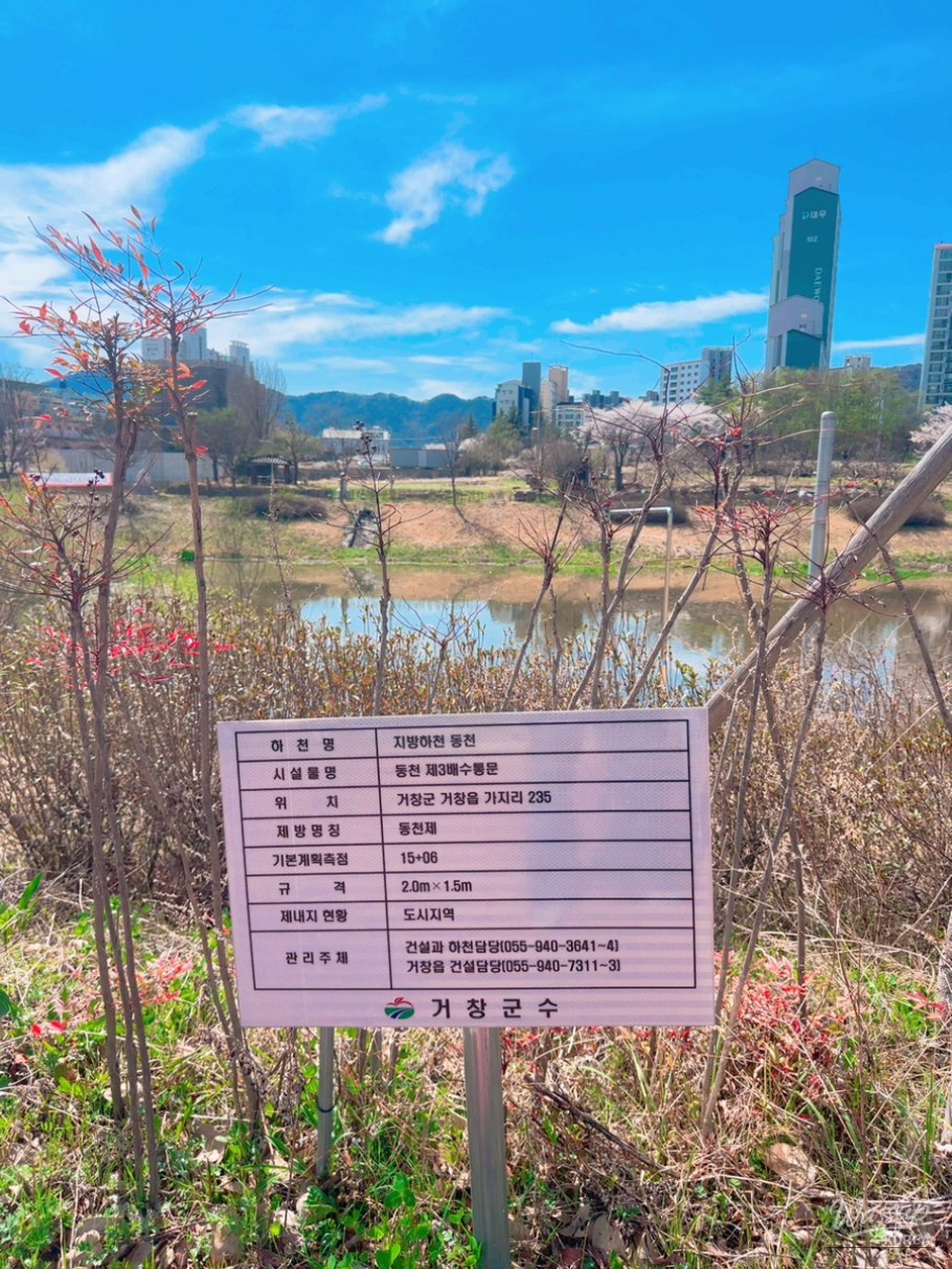 Cherry Blossom Walk at Dongcheon Reservoir_03