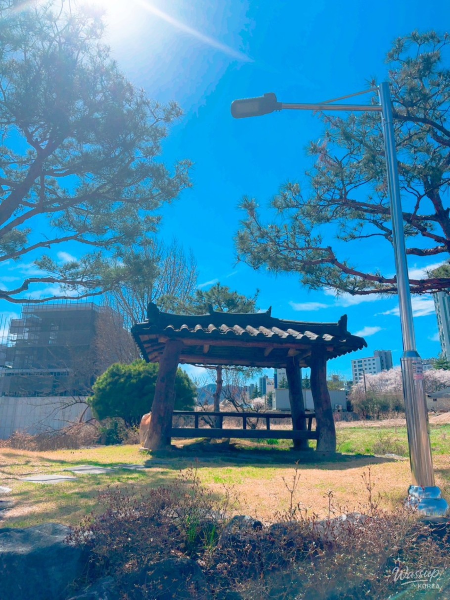 Cherry Blossom Walk at Dongcheon Reservoir_28