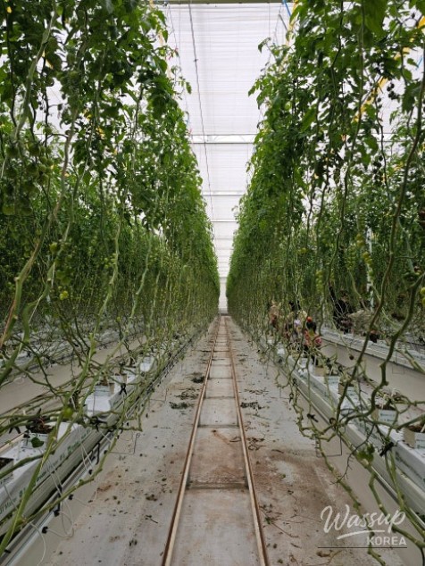 Experience the Joy of Tomato Harvesting at Jecheon Red Heroes Tomato Farm_03