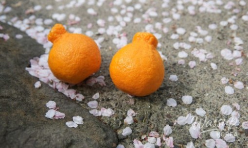 Delicious Jeju Hallabong Experience_14