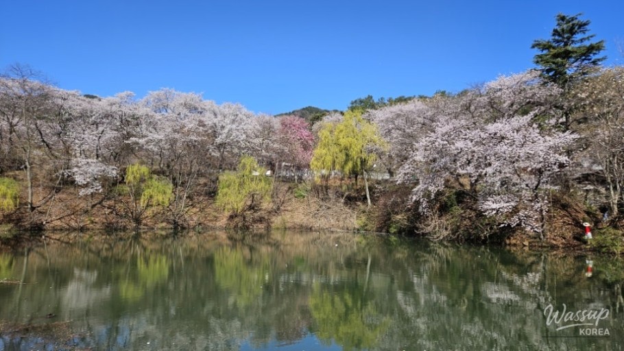 Spring Blossoms at Deokcheon Seowon_04