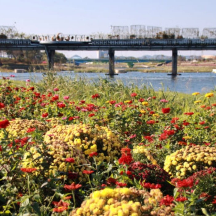 Discover the Beauty of Hwangryonggang Ecological Park in March3213