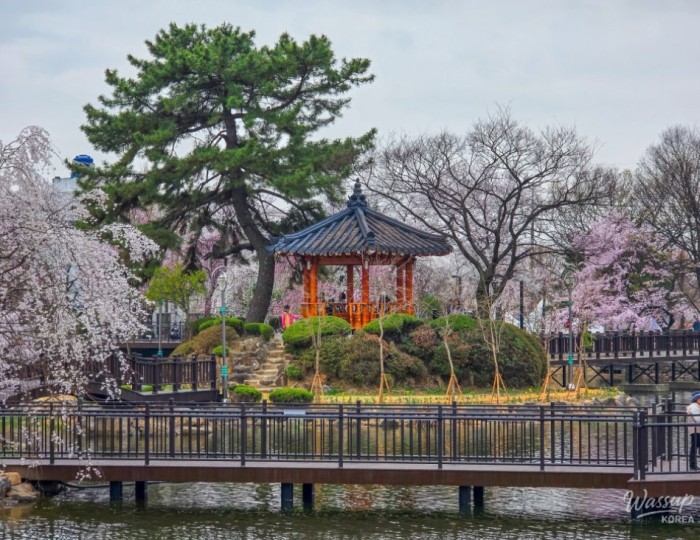 Spring Blossoms at Changnyeong Yeonji Pond float