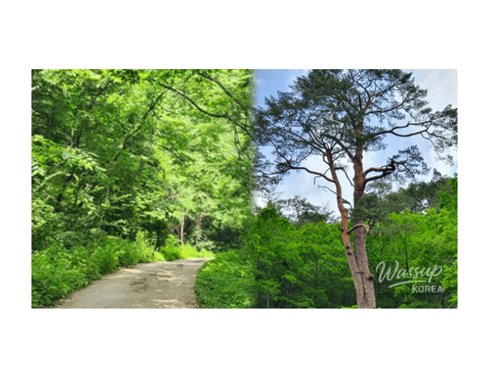 Top 4 Forest Trails to Explore in Late March float