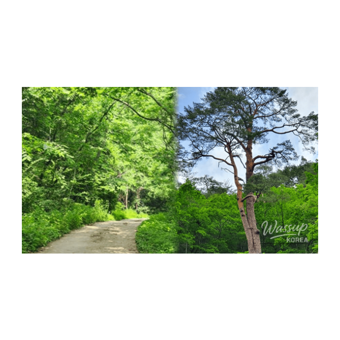 Top 4 Forest Trails to Explore in Late March_01