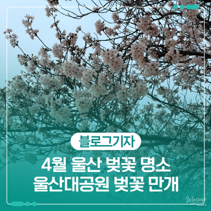 Spring Blossoms at Ulsan Grand Park1609